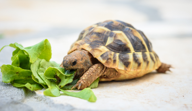 A small tortoise eating fresh green lettuce leaves on a light-colored surface.