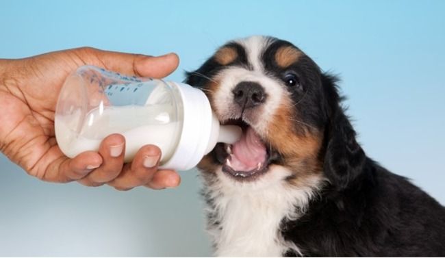 Dog drinking milk from a bottle.