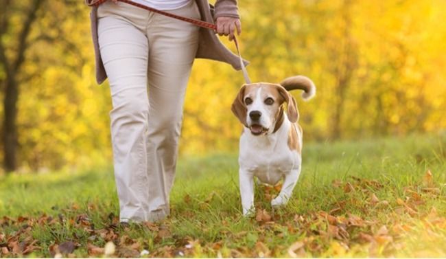 Dog walking with their owner.