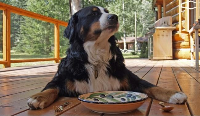 Dog getting ready to eat.