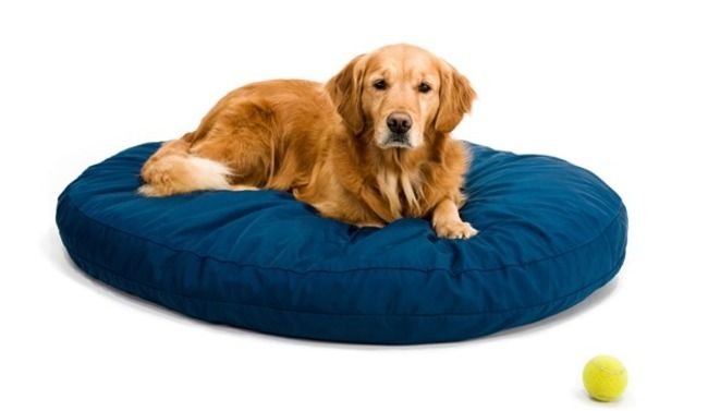 Choosing A Dog Bed Jollyes