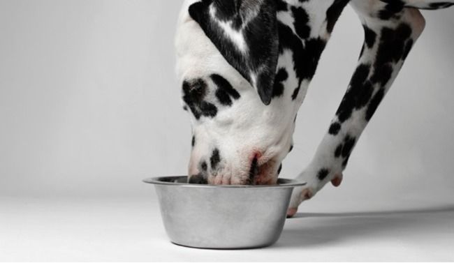 Dog eating from bowl.