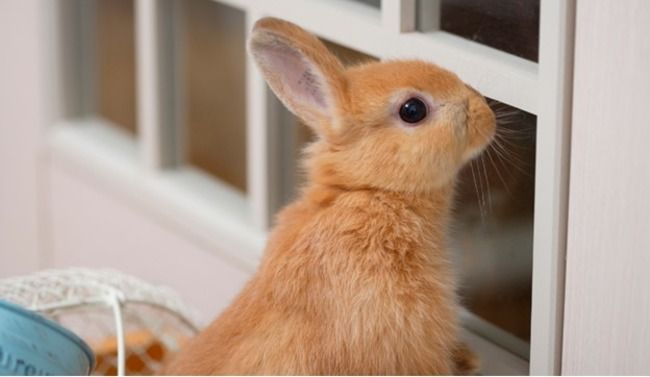 Rabbit sniffing window.