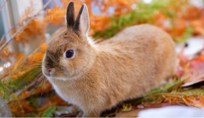 Rabbit sitting on leaves.