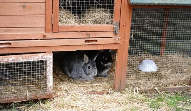 Rabbits in cage.