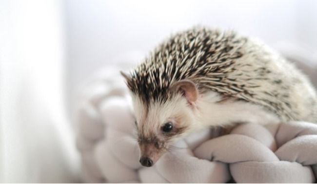 Hedgehog snuggled up in blanket.