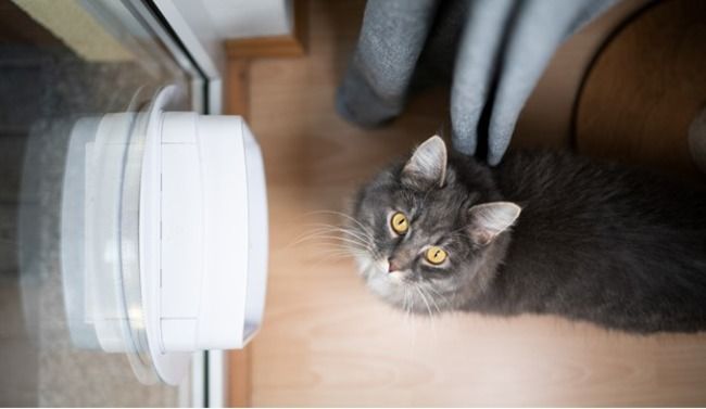 Cat sitting by the curtain.