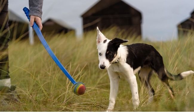 Dog playing in the field.