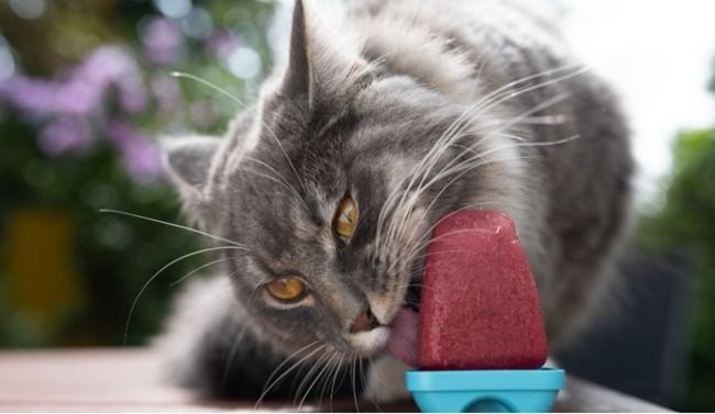 Cat licking frozen treat.