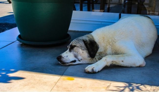 Dog sleeping on the floor.