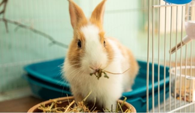 Rabbit eating hay.