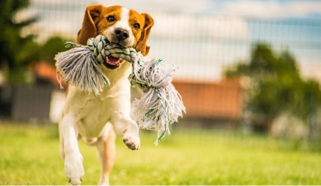 Dog with rope in their mouth.