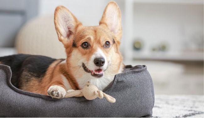 Dog sitting in their bed.