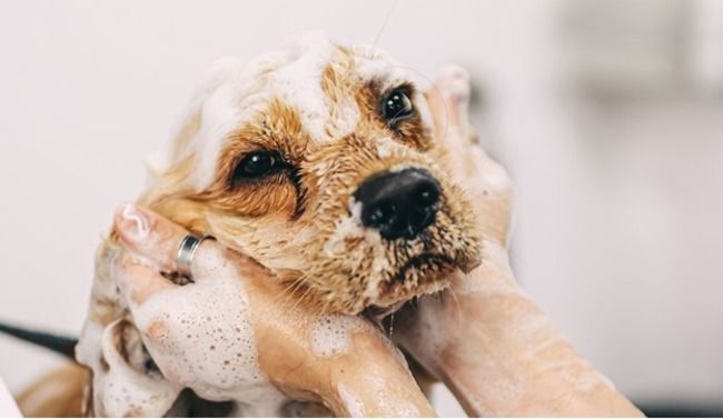 Dog getting shampooed.