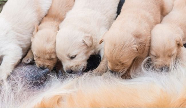 Puppies eating together.