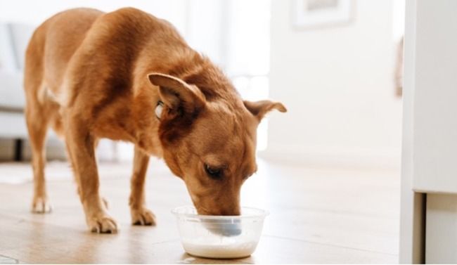 Dog drinking milk from a bowl.