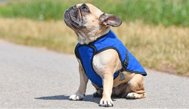 Dog wearing cooling vest.