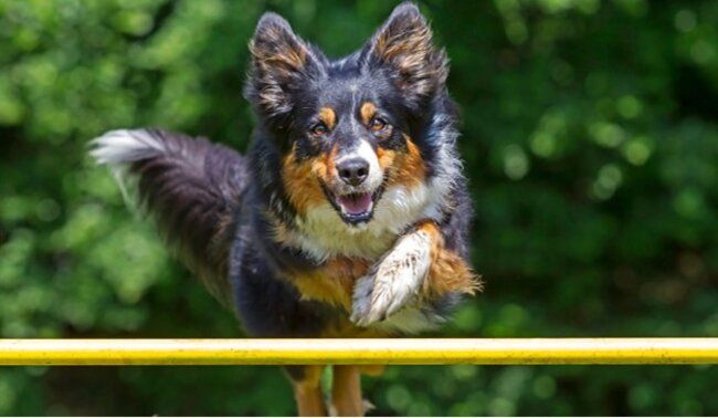 Dog jumping over the yellow bar.