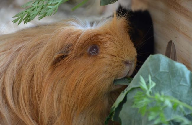 Guinea pig eating.