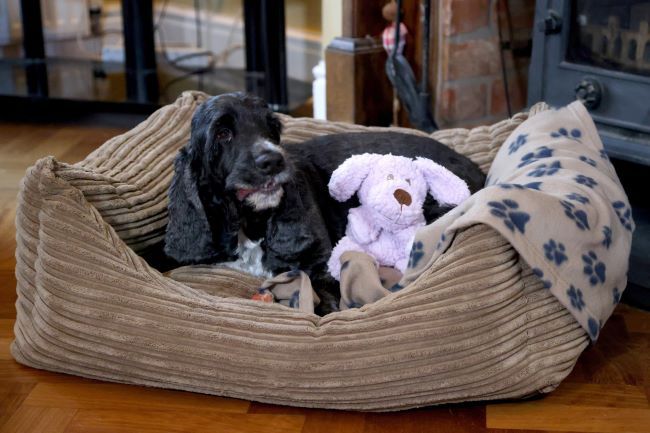 Dog sat in bed with teddy.