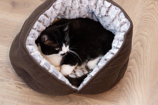 Black and white cat curled up in a cozy, fur-lined brown pet bed on a wooden floor.