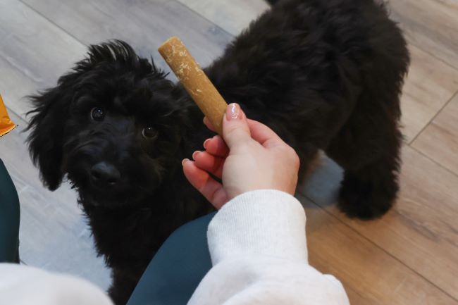 Dog waiting for treats.