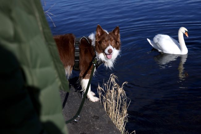 Dog next to a lake with a swan in.