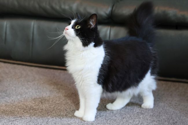 A fluffy black and white cat stands on a carpet, looking up with alert eyes.