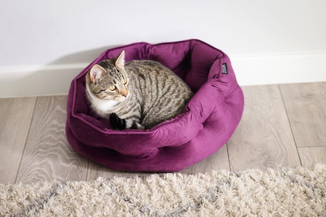 Cat curled up in purple cat bed.