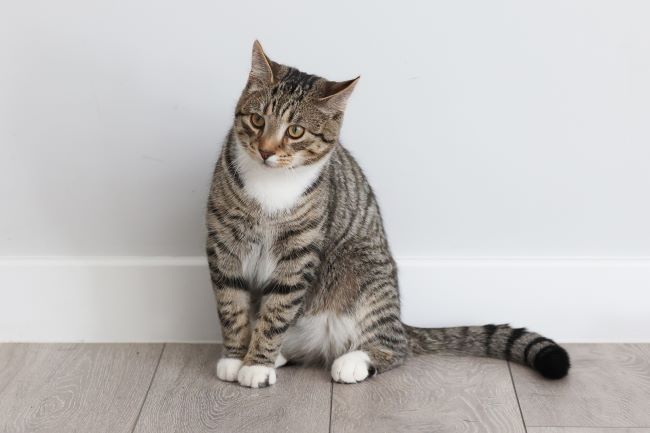 Tabby cat with white paws sitting on a wooden floor against a light gray wall, looking to the side.