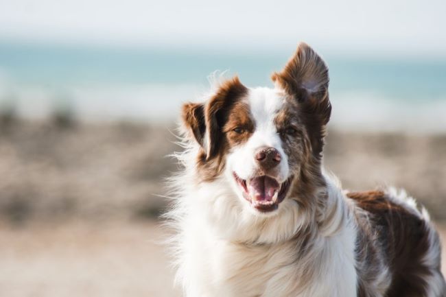 Dog standing in the breeze.