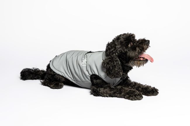 Black dog wearing a gray jacket, lying down with its tongue out against a plain white background.