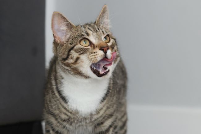 Tabby cat with green eyes licking its lips, sitting indoors against a light gray background.