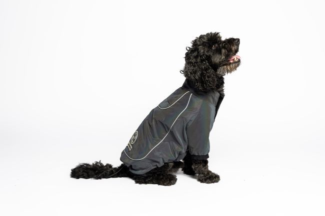 Black curly-haired dog wearing a dark raincoat, sitting against a plain white background, looking upwards.
