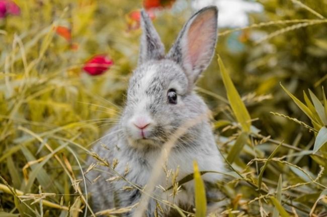 Rabbit sitting in a field.