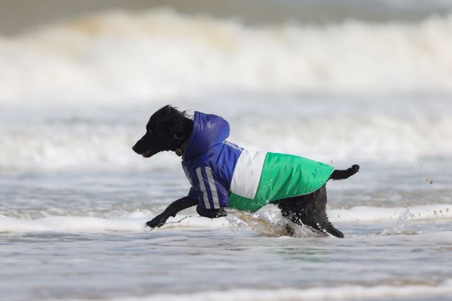 A black dog wearing a blue and green coat runs through shallow ocean waves on a beach.