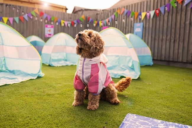 Dog sat down wearing a pink jacket.