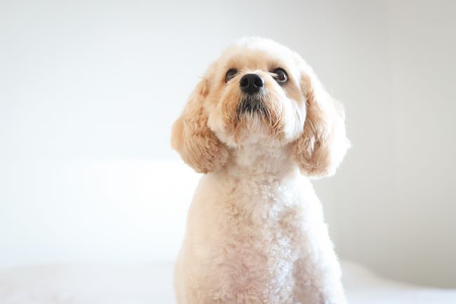 Dog looking up.