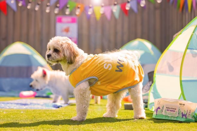 Dog wearing a vest top.