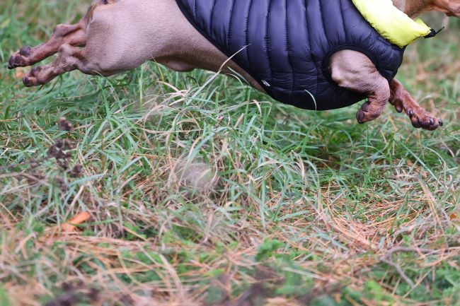 A small dog in a black and yellow jacket leaps energetically over grass and pine needles.