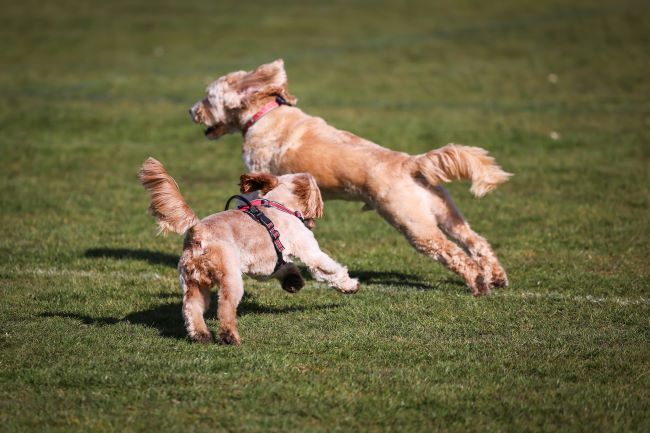 Two dogs with brown fur joyfully running and leaping on a grassy field, one wearing a harness.