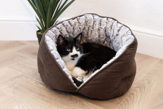 Black and white cat lounging in a cozy, plush pet bed on a wooden floor, with a potted plant in the background.