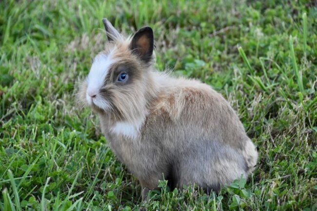 Rabbit sitting on the grass.