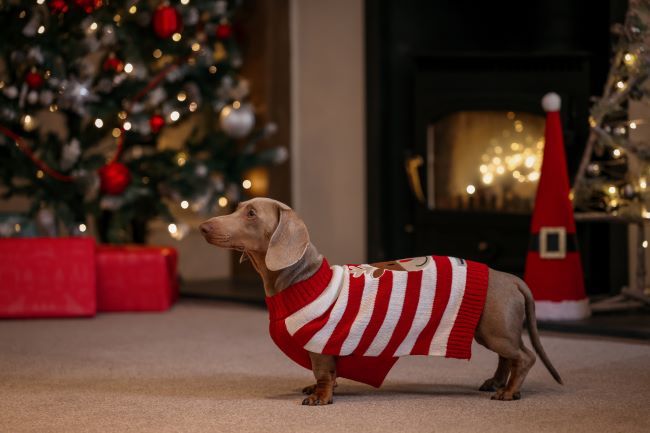 Sausage dog wearing a jumper.