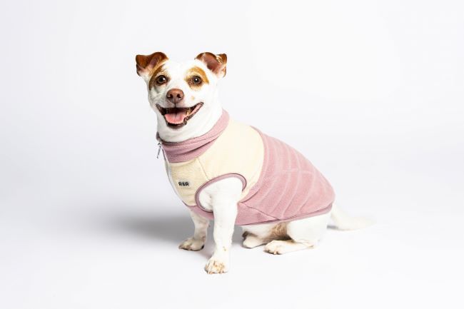 A small dog wearing a pink and beige sweater sits against a white background, looking happy with its mouth open and ears perked up.