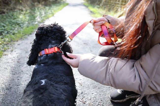 Dog and owner on a walk.