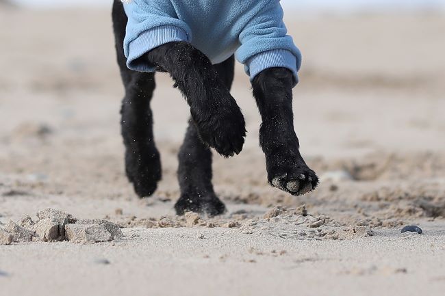 Close-up of a black dog wearing a blue sweater running on a sandy beach, with its paws kicking up sand.