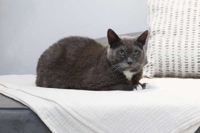 Gray cat with green eyes lying on a white blanket, next to a patterned pillow on a couch.
