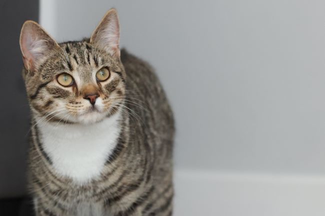 Tabby cat with green eyes and a white chest stands indoors against a light gray background, looking attentively to the side.