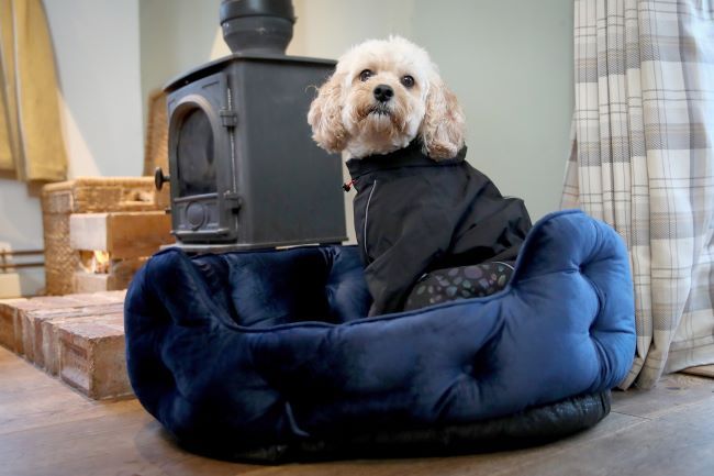 Dog wearing jacket sat in a bed.